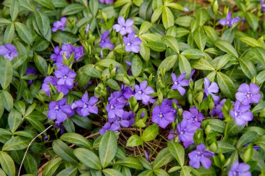 Lesser periwinkle blooming with purple flowers
