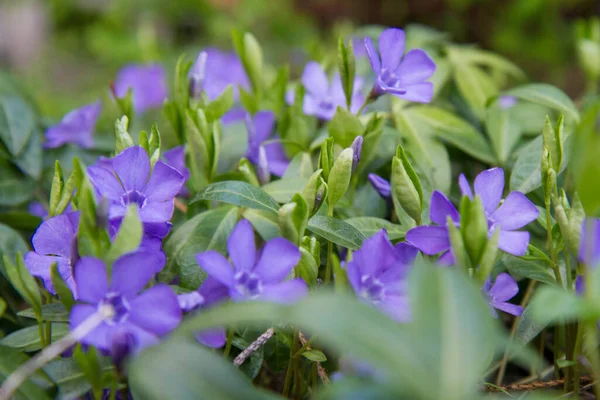 Lesser Periwinkle Blooming Purple Flowers — Photo