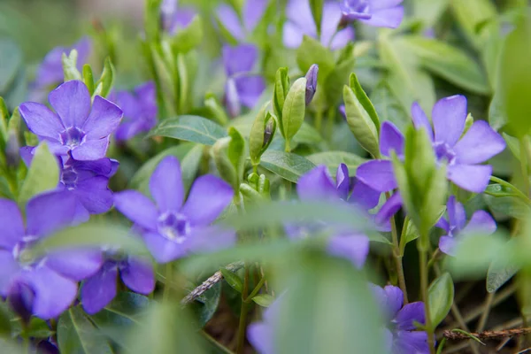 Lesser Periwinkle Blooming Purple Flowers — Photo