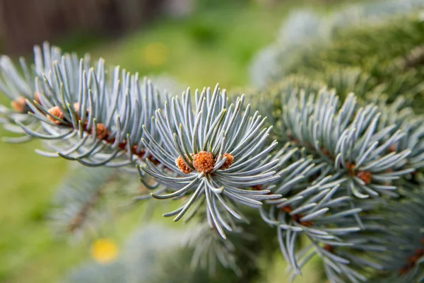 Spruce Branch Early Spring Close — Stock Photo, Image