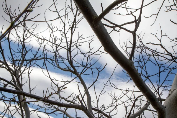 常见的核桃树枝干在天空中 — 图库照片