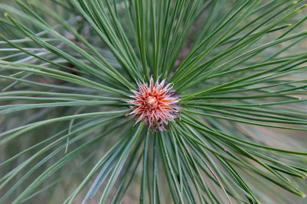 Black Pine Ramo Início Primavera Close — Fotografia de Stock
