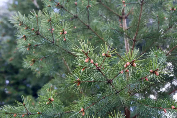 Spruce Branch Early Spring Close — Stockfoto