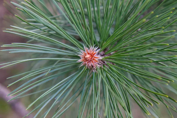 Black Pine Gren Början Våren Nära Håll — Stockfoto