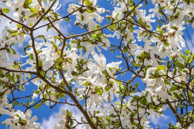 İlkbaharda açan beyaz manolya gökyüzüne doğru yükseliyor. 