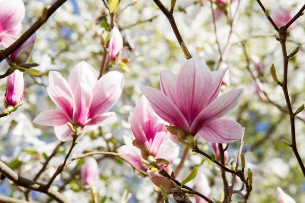 Magnolia Blooming Spring Seen Upwards — Stock Photo, Image