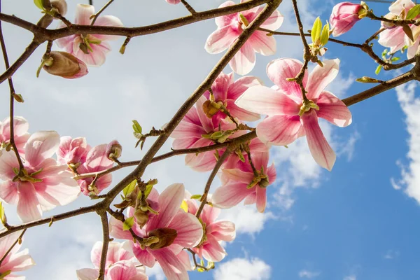 Magnolia Floreciendo Primavera Vista Hacia Arriba Contra Cielo Azul Algunas —  Fotos de Stock
