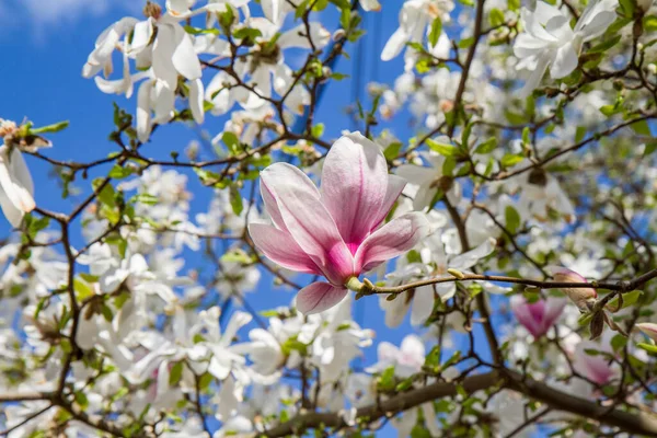 Pink Magnolia Flower White Magnolia Blooming Spring Seen Upwards Blue — Stock Photo, Image