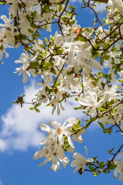 Белая Магнолия Цветущая Весной Видна Вверх Небу — стоковое фото