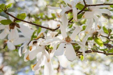 İlkbaharda açan beyaz manolya gökyüzüne doğru yükseliyor. 