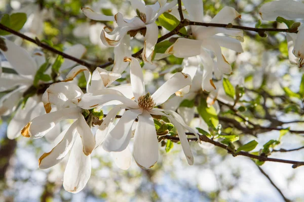 Bílá Magnólie Kvetoucí Jaře Vidět Vzhůru Proti Obloze — Stock fotografie