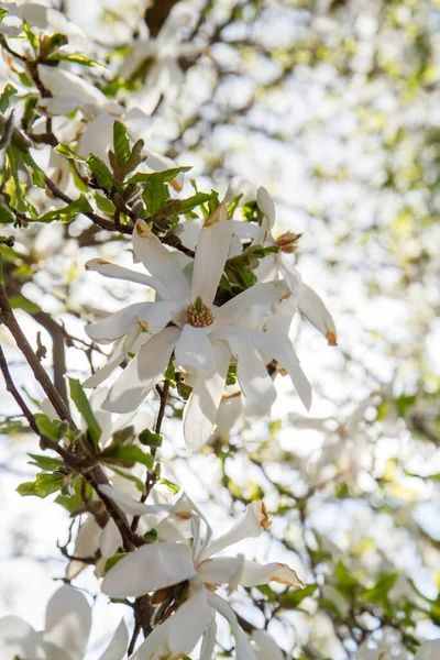 Magnolia Blanca Floreciendo Primavera Vista Hacia Arriba Contra Cielo —  Fotos de Stock