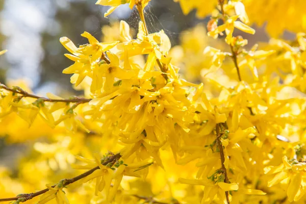 Forsythia Plant Bloeien Het Voorjaar Close — Stockfoto