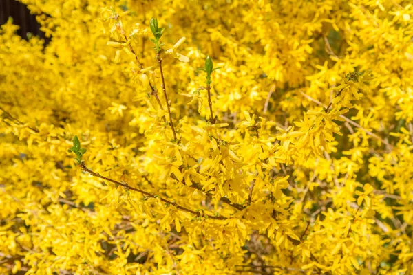 Forsythia Planta Florescendo Primavera Close — Fotografia de Stock