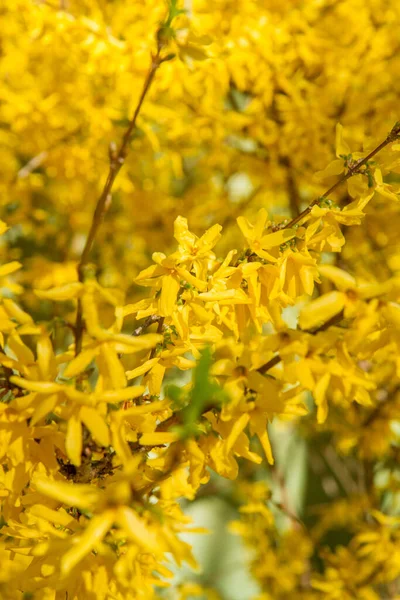 Forsythia Planta Florescendo Primavera Close — Fotografia de Stock