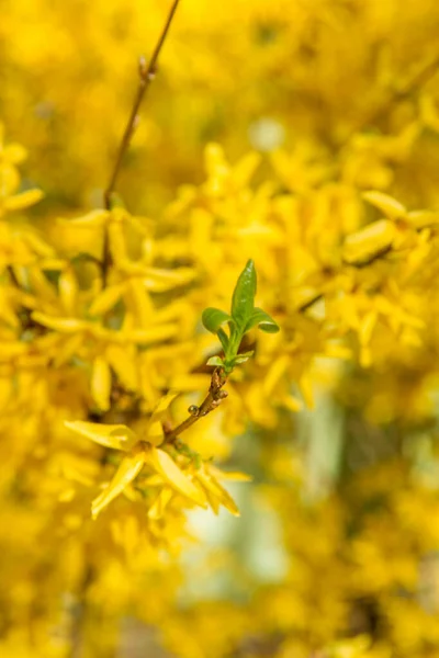 Весной Завод Forsythia Цветет Крупным Планом — стоковое фото