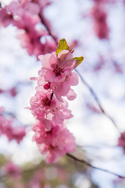 Flor Cerezo Plena Floración Primavera Cerrar Las Flores Contra Cielo —  Fotos de Stock