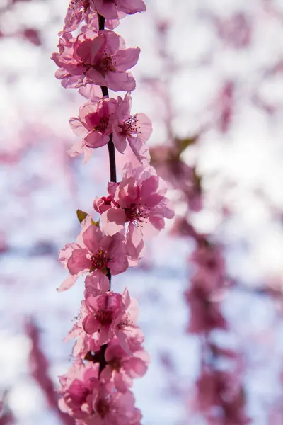 Flor Cerezo Plena Floración Primavera Cerrar Las Flores Contra Cielo —  Fotos de Stock