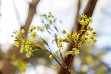 Yakından akçaağaç çiçek açıyor.