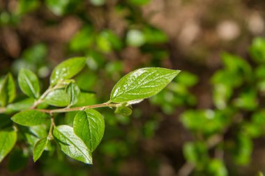 Baharda taze yeşil yapraklar