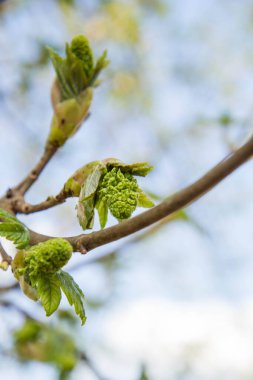 Baharda bir ağacın dalında filizlenen bir tomurcuk.