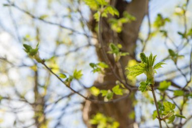 Baharda bir ağacın dalında filizlenen bir tomurcuk.