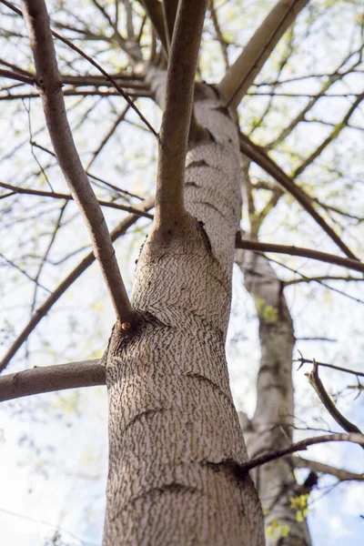 Lkbaharın Başlarında Mavi Gökyüzüne Bakan Ağaçlar — Stok fotoğraf