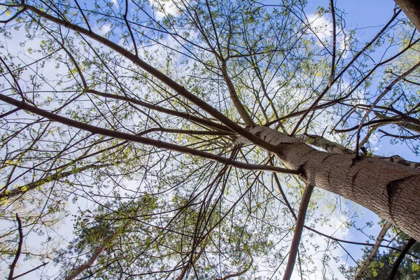 Bomen Naar Boven Gezien Het Vroege Voorjaar Tegen Blauwe Lucht — Stockfoto