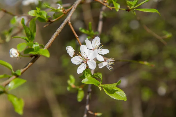 Чернослив Домашний Европейская Слива Цветет Весной — стоковое фото