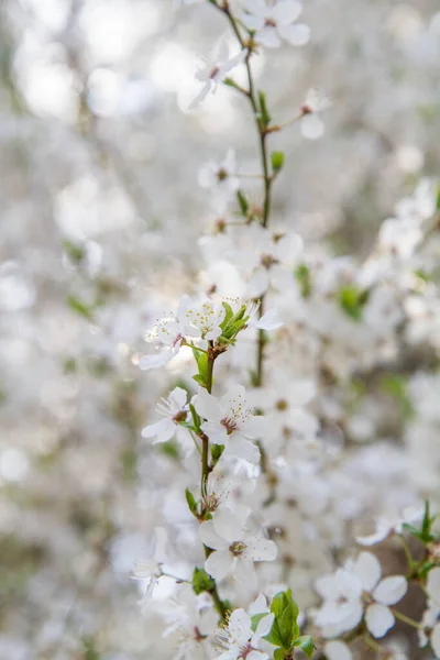Prunus Domestica Ciruela Europea Floreciendo Primavera —  Fotos de Stock