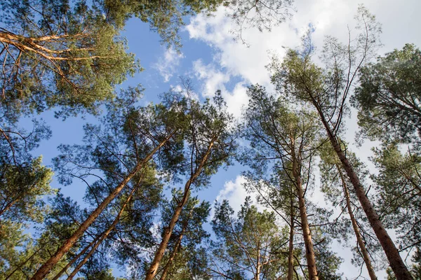 Dennenbos Bomen Naar Boven Gezien Tegen Hemel — Stockfoto