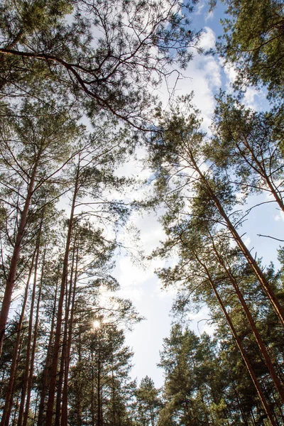 Dennenbos Bomen Naar Boven Gezien Tegen Hemel — Stockfoto