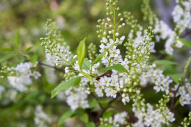 Kuş kirazı (Prunus padus) ağacı baharda çiçek açmaya başlar