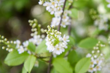 Kuş kirazı (Prunus padus) ağacı baharda çiçek açmaya başlar