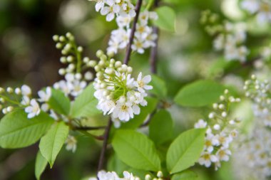 Kuş kirazı (Prunus padus) ağacı baharda çiçek açmaya başlar