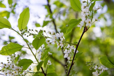 Kuş kirazı (Prunus padus) ağacı baharda çiçek açmaya başlar