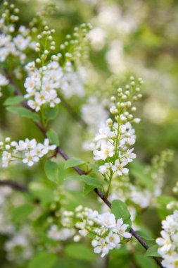 Kuş kirazı (Prunus padus) ağacı baharda çiçek açmaya başlar