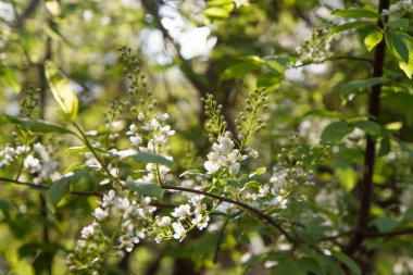 Kuş kirazı (Prunus padus) ağacı baharda çiçek açmaya başlar