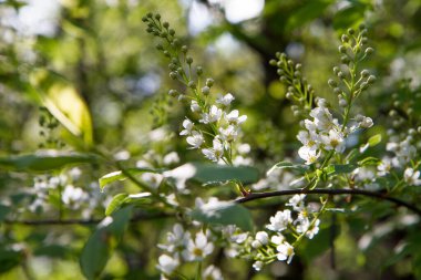 Kuş kirazı (Prunus padus) ağacı baharda çiçek açmaya başlar