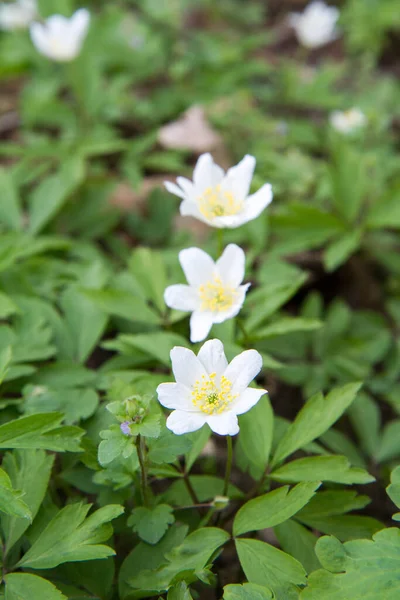 Anemone White Flowers Blooming Spring Forest — Stock Photo, Image