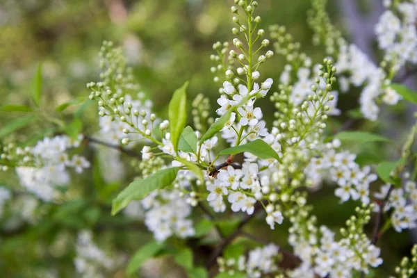 Bird Cherry Prunus Padus Tree Starting Bloom Spring — Stock Photo, Image