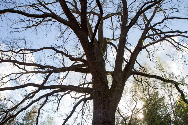 Oak Tree Seen Upwards Sky Very Early Spring — Stock Photo, Image