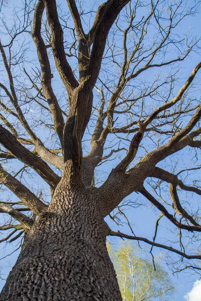 Carvalho Visto Para Cima Contra Céu Início Primavera — Fotografia de Stock