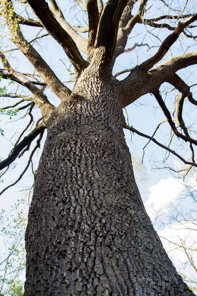 Oak Tree Seen Upwards Sky Very Early Spring — Stock Photo, Image