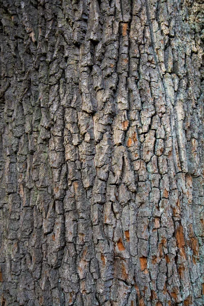 Dubový Strom Kůra Zblízka — Stock fotografie