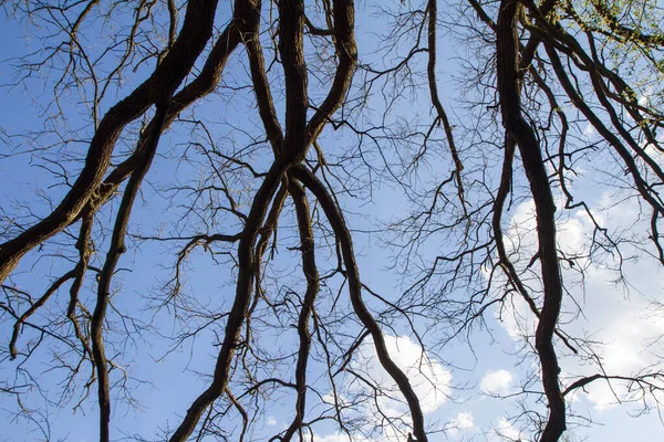 Oak Tree Seen Upwards Sky Very Early Spring — Stock Photo, Image