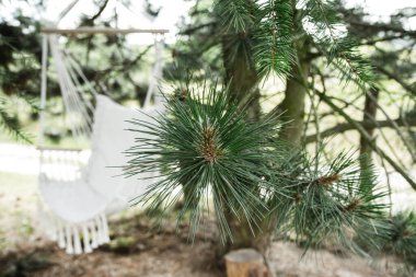 Siyah bir çam ağacına asılı hamak sandalyesi, çam dalına odaklan.
