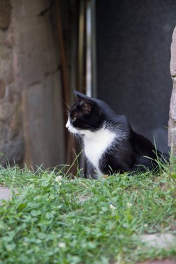 Bodrum girişinin önünde oturan siyah beyaz kedi.