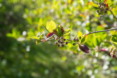 Bir tarlada yetişen Aronia (boğaz böğürtlenleri) - yaz başında
