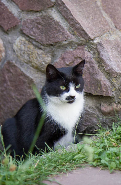 Gato Preto Branco Sentado Frente Uma Entrada Porão — Fotografia de Stock